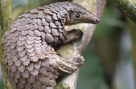 Coronavirus source found in pangolin meat