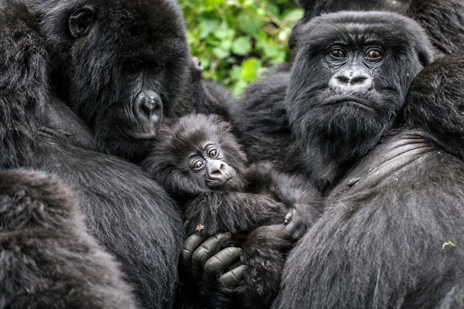 Chimps kill baby gorillas – observed for the first time