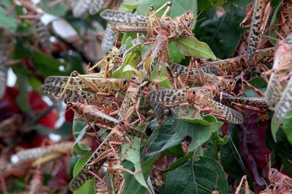 How changes in weather patterns could lead to more insect invasions
