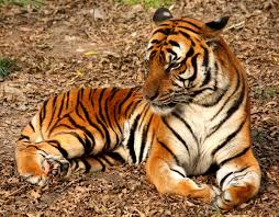 Many land animals ‘will go extinct’ in just two decades