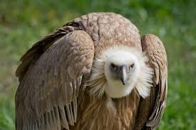 10 endangered animals in South Africa and how you can help