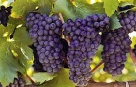 2023 outlook – economic clouds to linger as wine industry seeks right blend