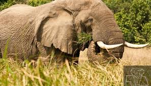 Elephant range is just a fraction of its potential
