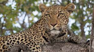 African leopard sighting raises hopes for their conservation in southern Cameroon