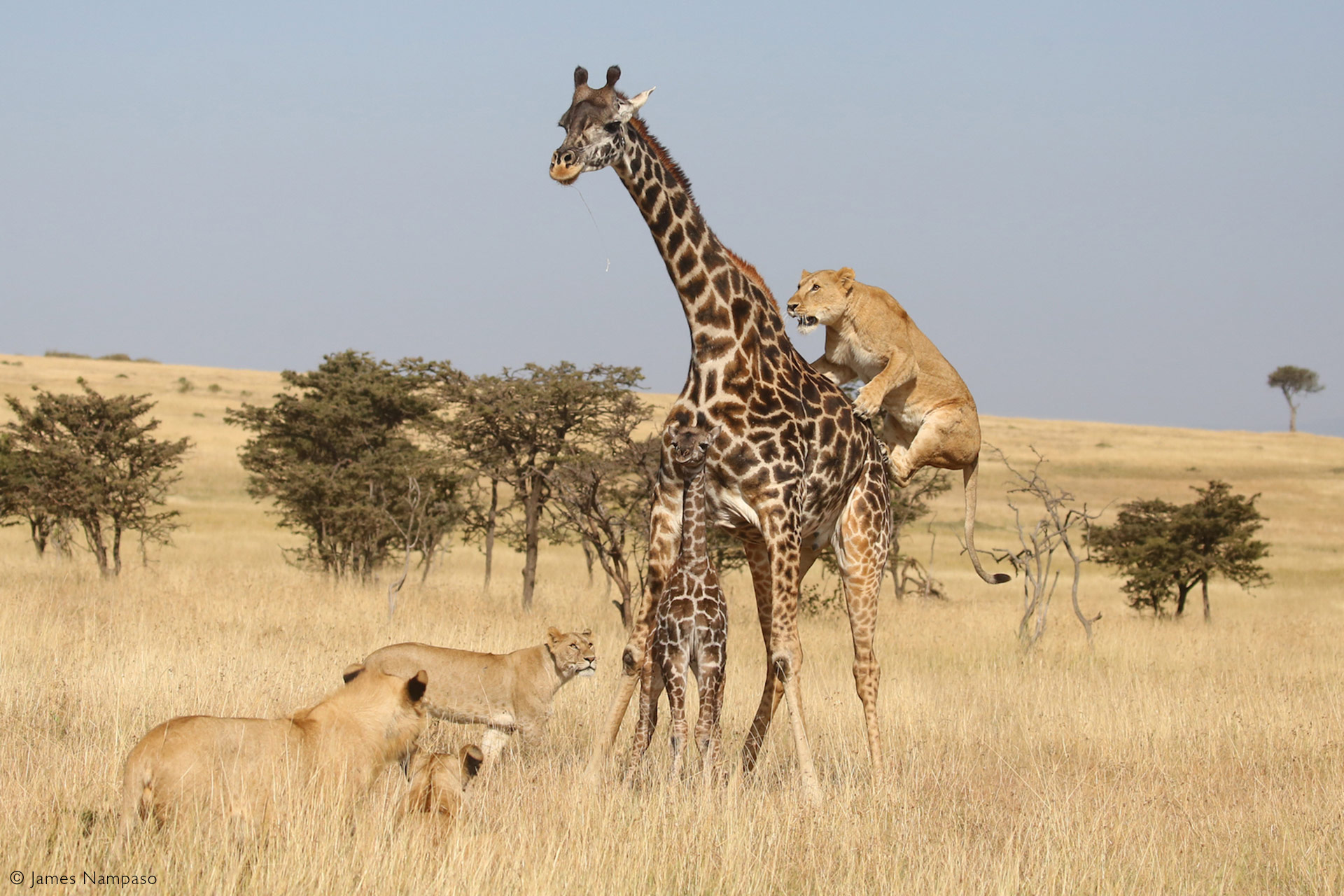 GIRAFFES VS LIONS