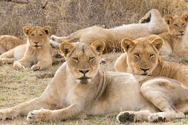 Is lion hunting sustainable?