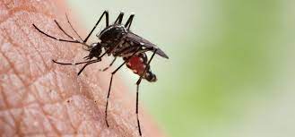 We’re a step closer to figuring out why mosquitoes bite some people and not others