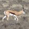 The Springbok Migrations: Thundering hooves of death, meat like a fine pȃté
