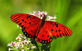 Butterfly behaviour shows ways to protect natural habitats in a rapidly changing world