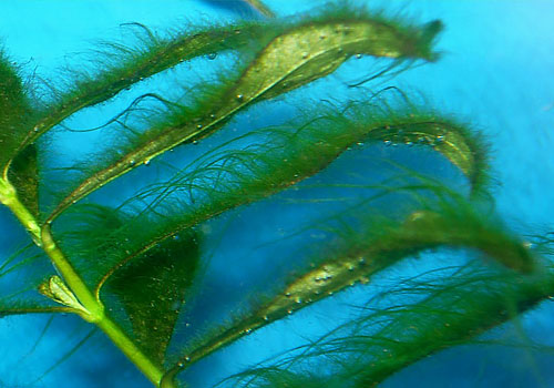 Algae can clean sewage without electricity or chemicals – we put it to the test in South Africa
