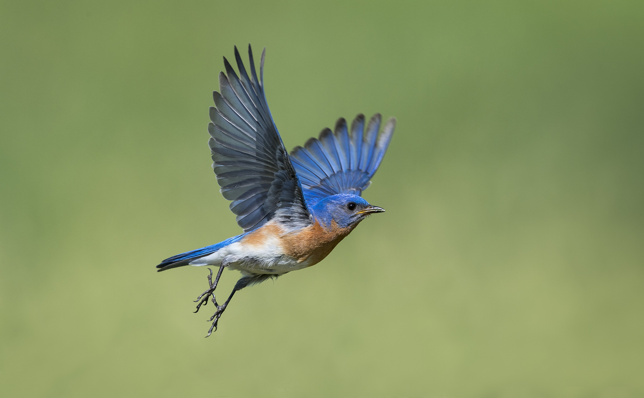 Winegrowers turn to songbirds for vineyard protection