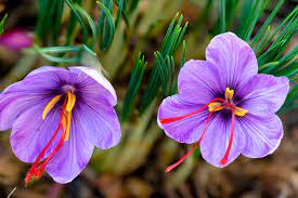 Marketplace Africa Explores The South African Farms Switching To Saffron