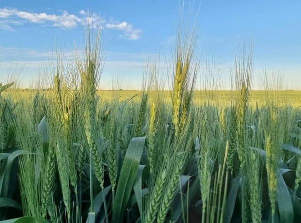 South Africa is likely to have a better winter crop harvest in the 2025-26 season