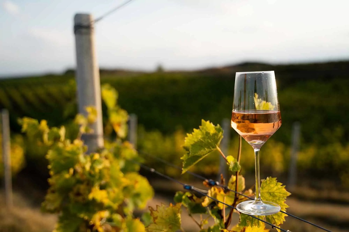 Wine tourism could be South Africa’s next billion-rand industry goldmine