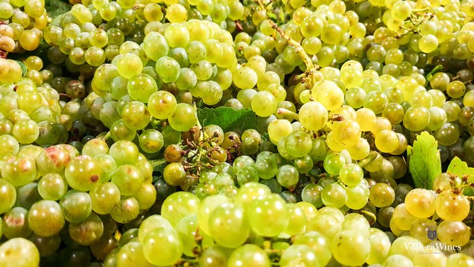 WSU study shows that ‘cult wines’ are less affected by weather variability than non-cult wines