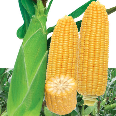 Rewilding corn reveals what its roots forgot