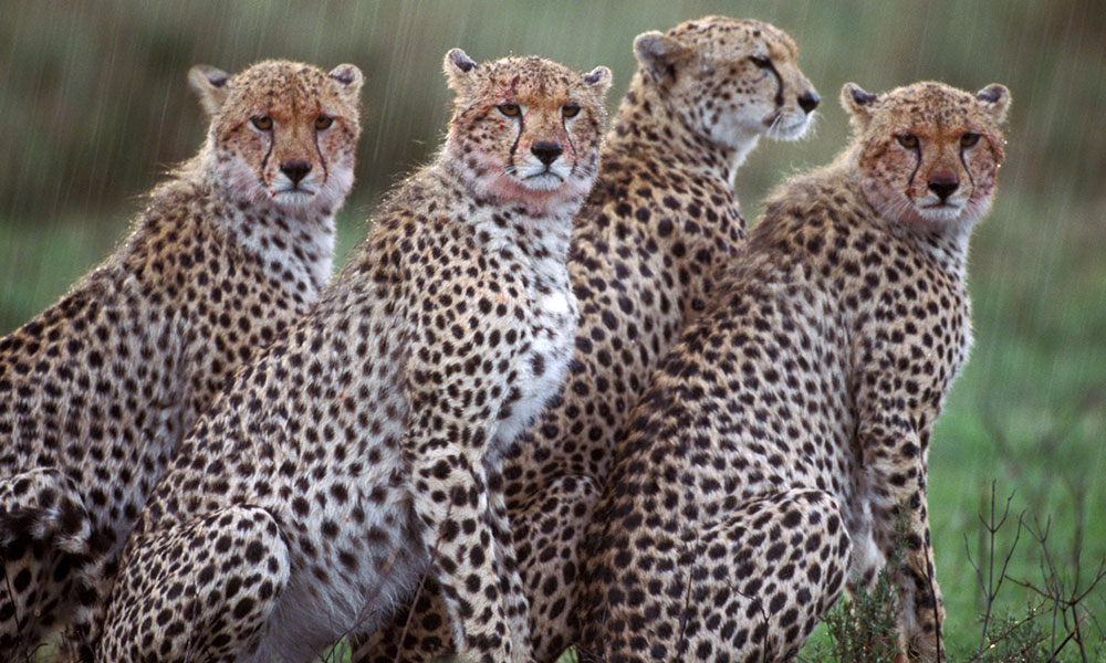Savannas that were once green have turned to barren wasteland.