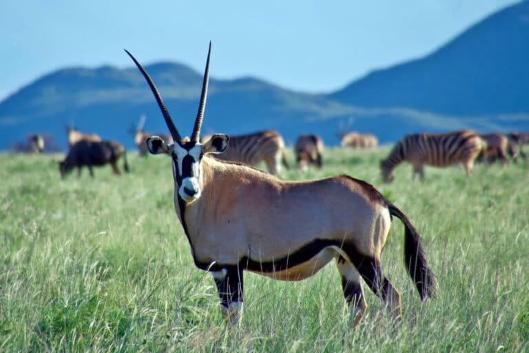The value of South Africa’s wildlife shouldn’t be in the hands of wealthy foreign hunters 