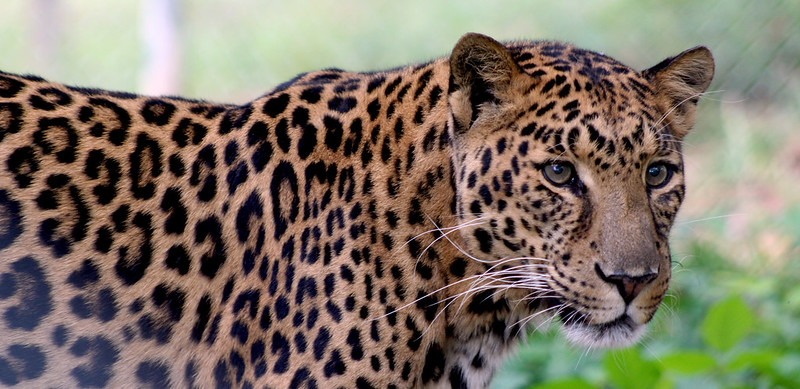 Leopards adapted to South Africa’s Cape so successfully that they’re genetically unique – study