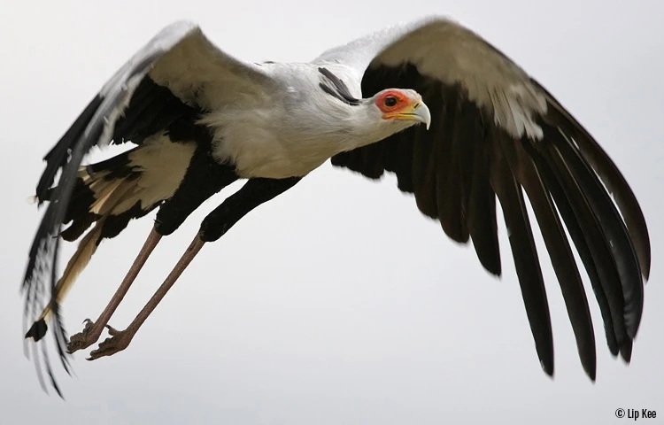 Birds of prey in South Africa are in trouble – a study analyses data from 16 years of road counts