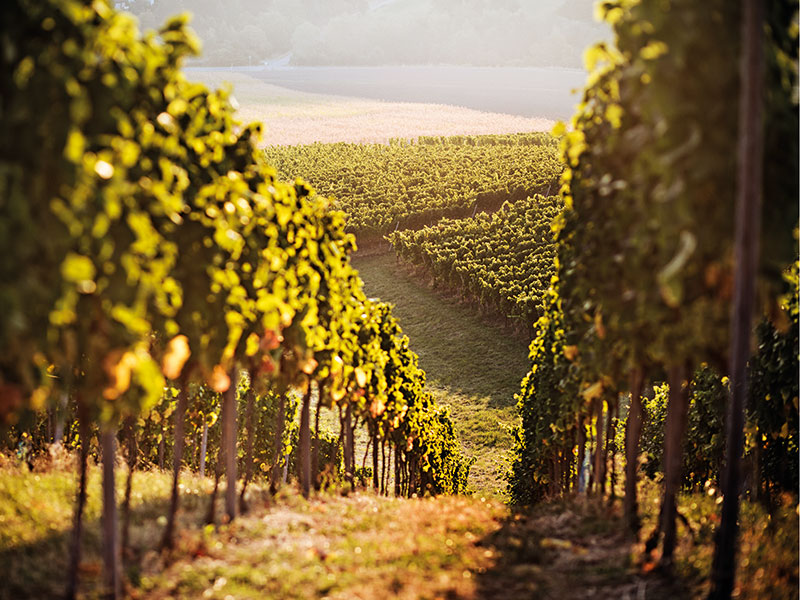 The wisdom of the vineyard: why old vines matter in South Africa