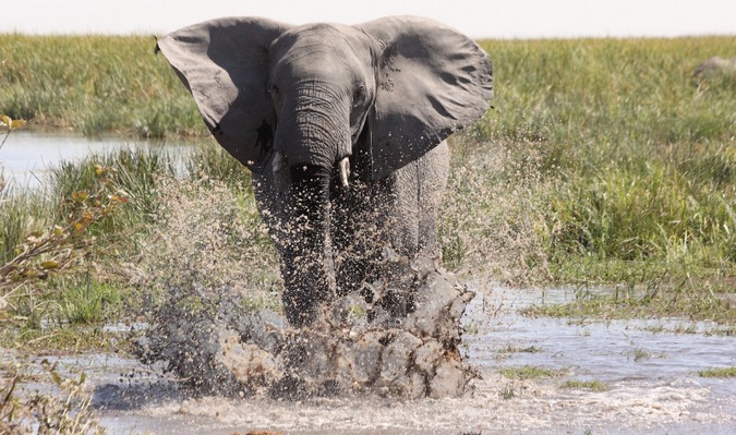 How to reverse global wildlife declines by 2050