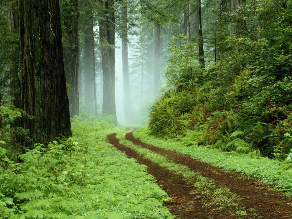 Chopping down areas of tropical rainforest is causing rising temperatures linked to thousands of deaths