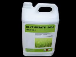 Glyphosate disrupts honey bee gut bacteria