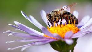 Bees seeking bacteria: How bees find their microbiome