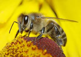 A bee economist explains honey bees’ vital role in growing tasty almonds