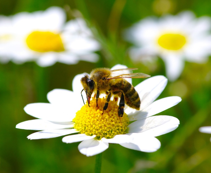 Managed bees versus wild bees? It’s not that simple in South Africa