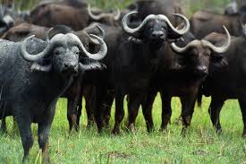 We must stop putting a commercial value on wildlife and embrace ecophenomenology