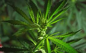 South Africa poised for cannabis trade despite obstacles