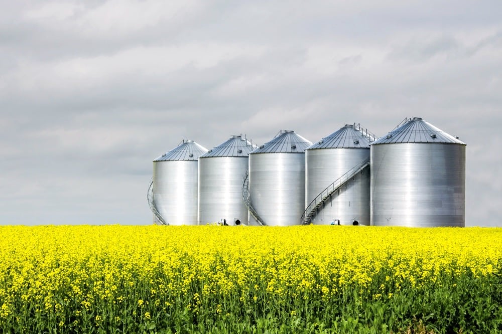 Canola carves new role in cutting poly-pollution- World.
