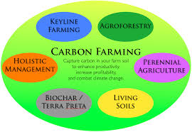 What is 'irrecoverable carbon' and how do we protect the ecosystems that store it?