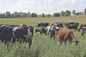 Deforestation: here’s the beef