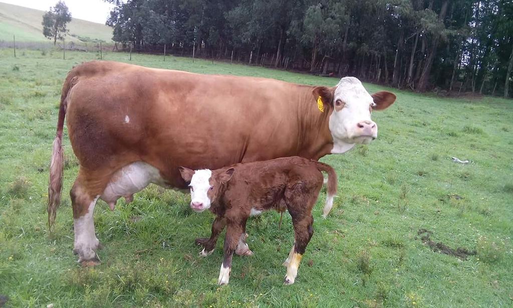 Seaweed in Cow Feed Reduces Methane Emissions Almost Entirely