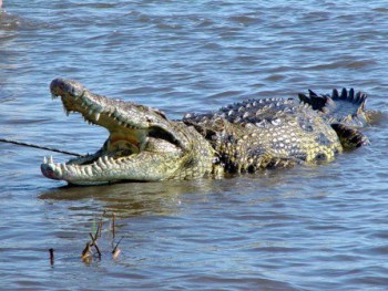 The extinction business – South Africa’s cold-blooded reptile trade