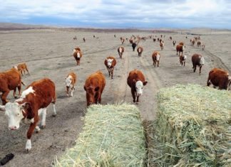 Difficult Conditions Ahead For South African Farmers