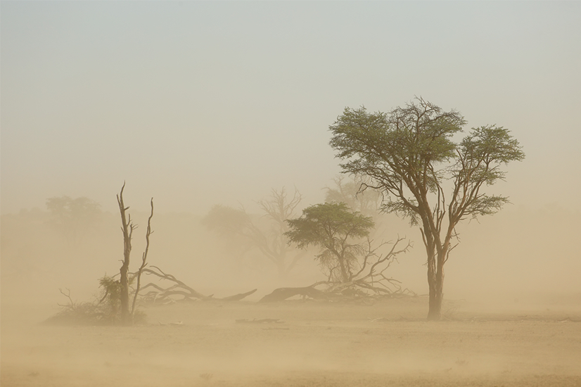South Africa farmers seek innovative solutions to help curb drought