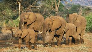 THE SECRET WORK OF ELEPHANTS