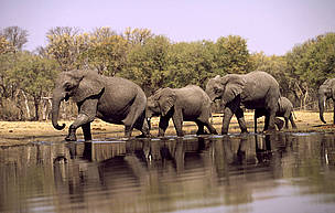 Too many elephants’ in Africa? Here’s how peaceful coexistence with human communities can help