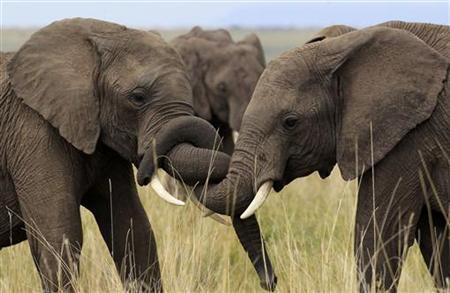 Conservation groups oppose return of big game hunting quotas