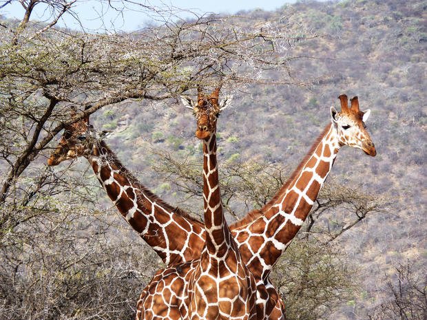 R1.1-Billion Land Claim ‘Captured’