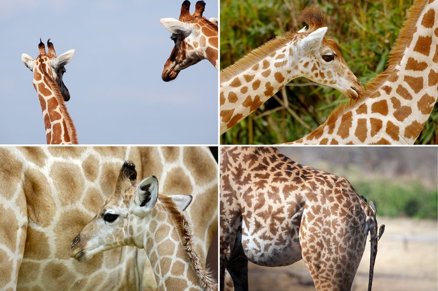 Giraffes May Be as Socially Complex as Chimps and Elephants