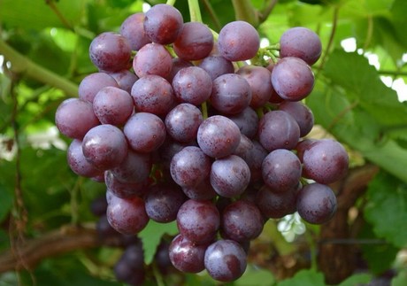 Egyptian table grape export value rises by 10% in 2017-18