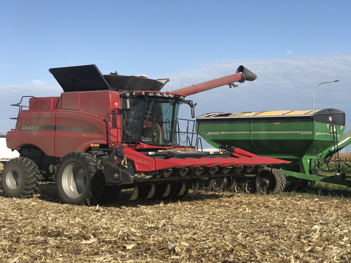 Hard Brexit: Price rise for British feed wheat