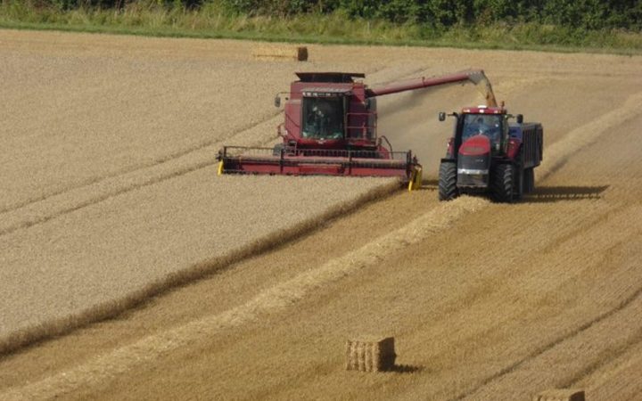 Wheat consumption rising in Africa