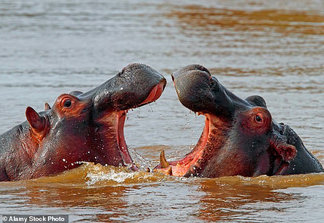 Hippo of Africa