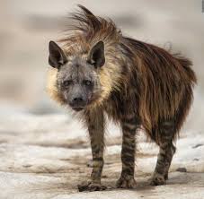 Female hyenas kill off cubs in their own clans
